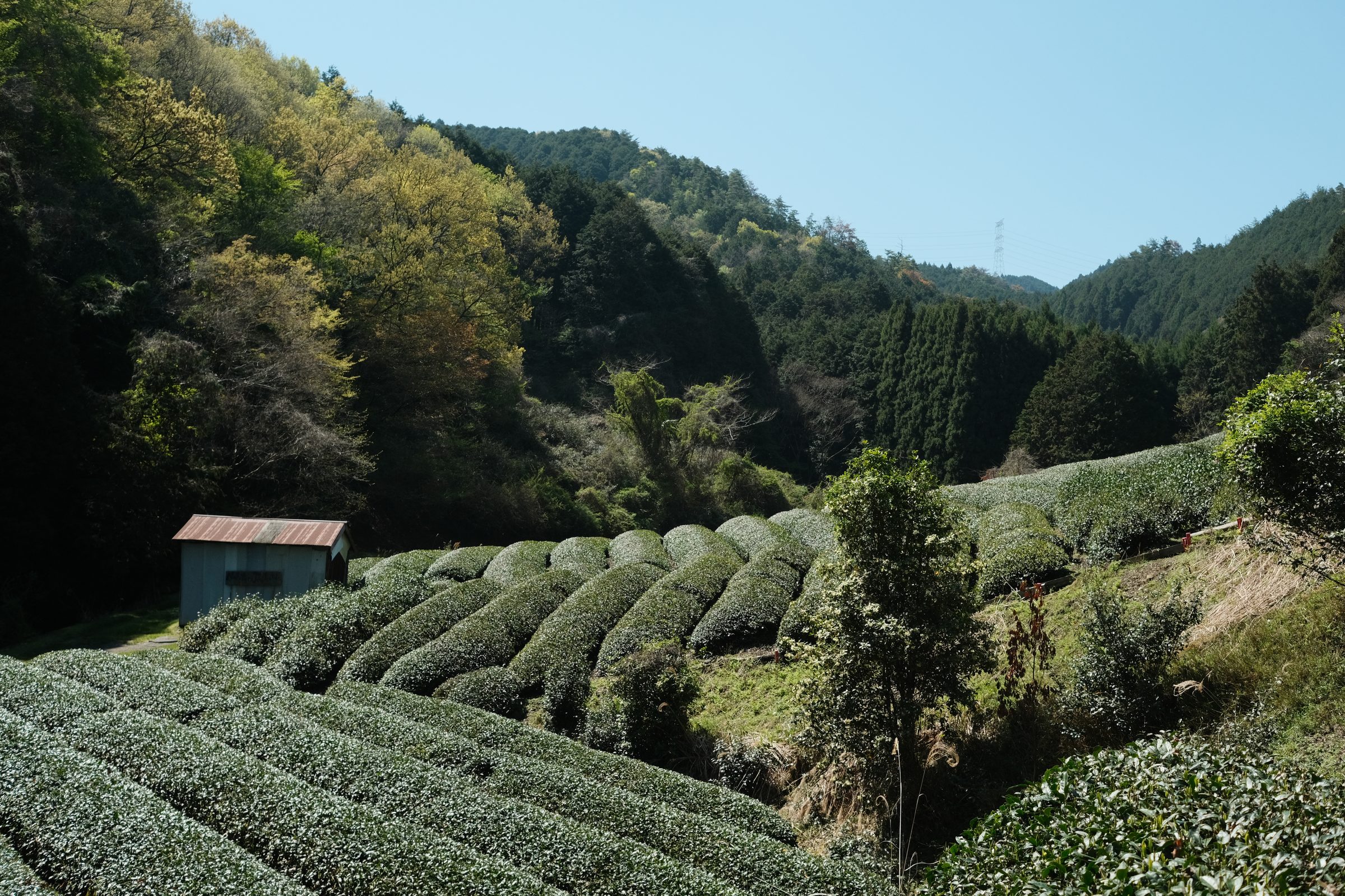 The farm in Uji