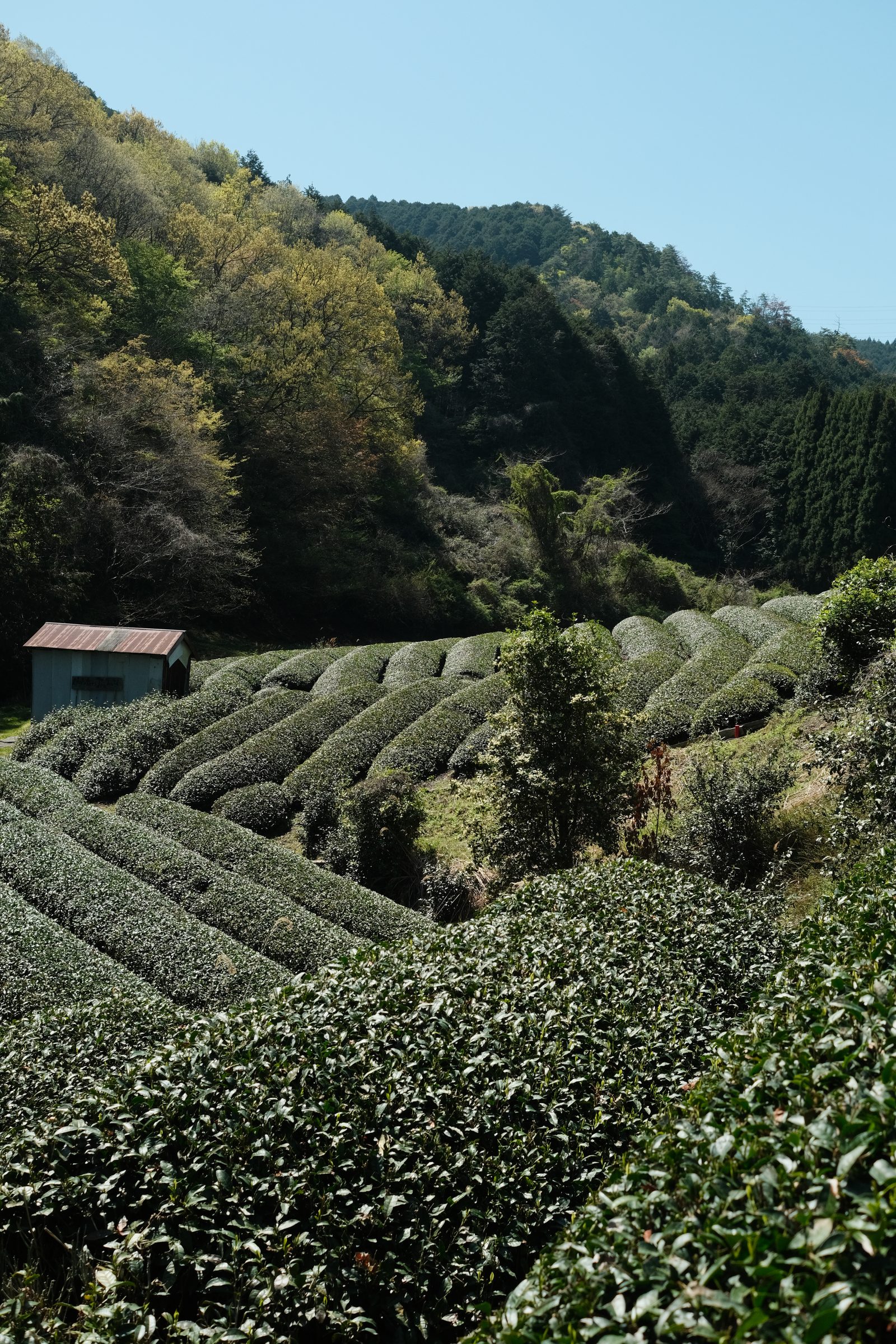 Tea field in Uji, Japan