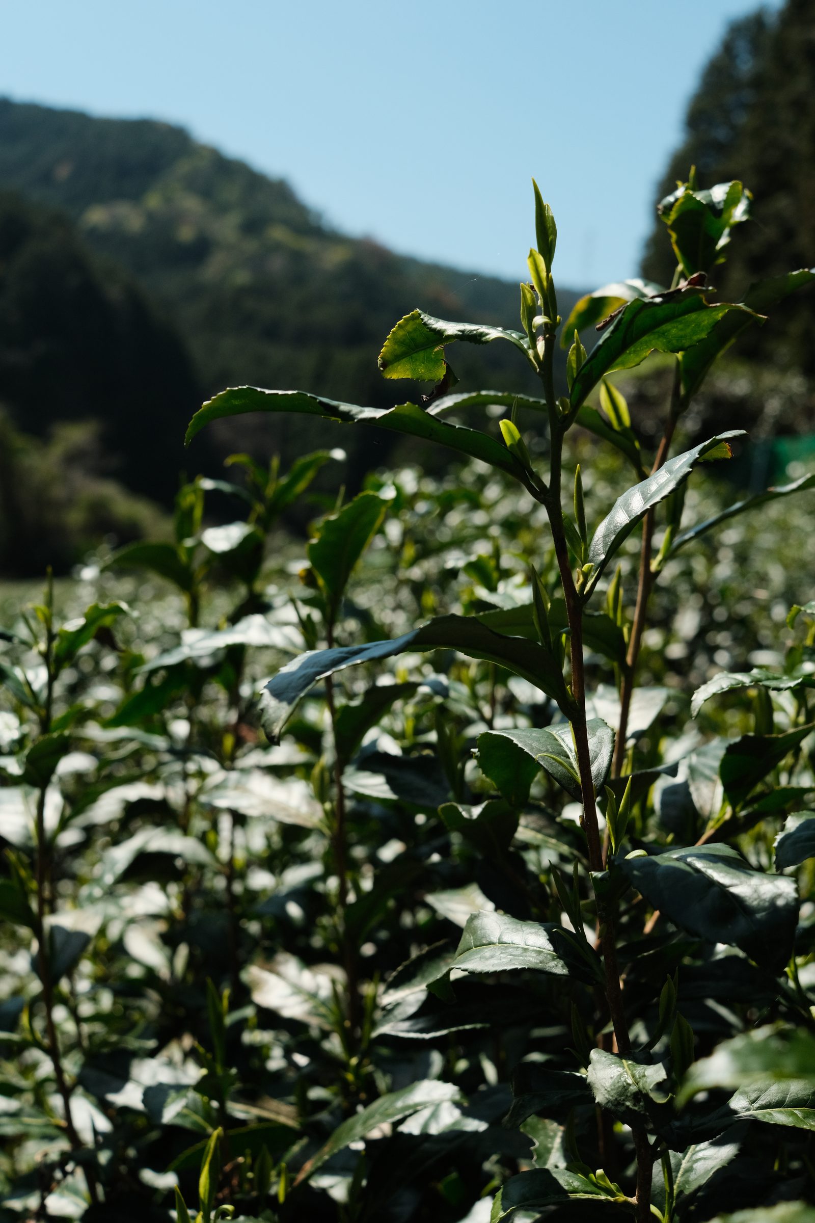 Tea leaf
