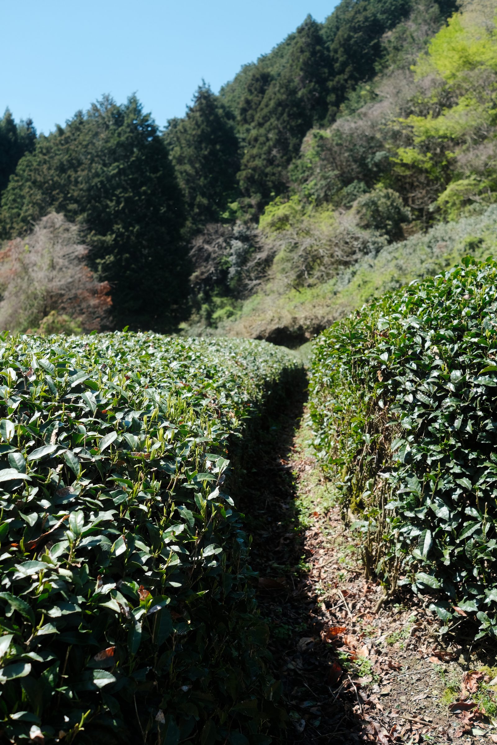 Tea rows in Uji